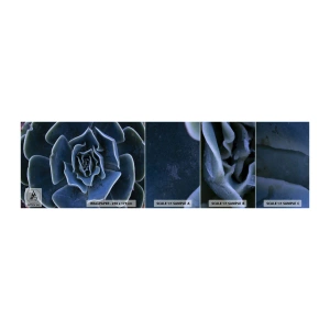 Mostră tapet autocolant Deluxe Sticker - Floare de deșert - Floare de agave, Floare, Natură - 100x30 cm