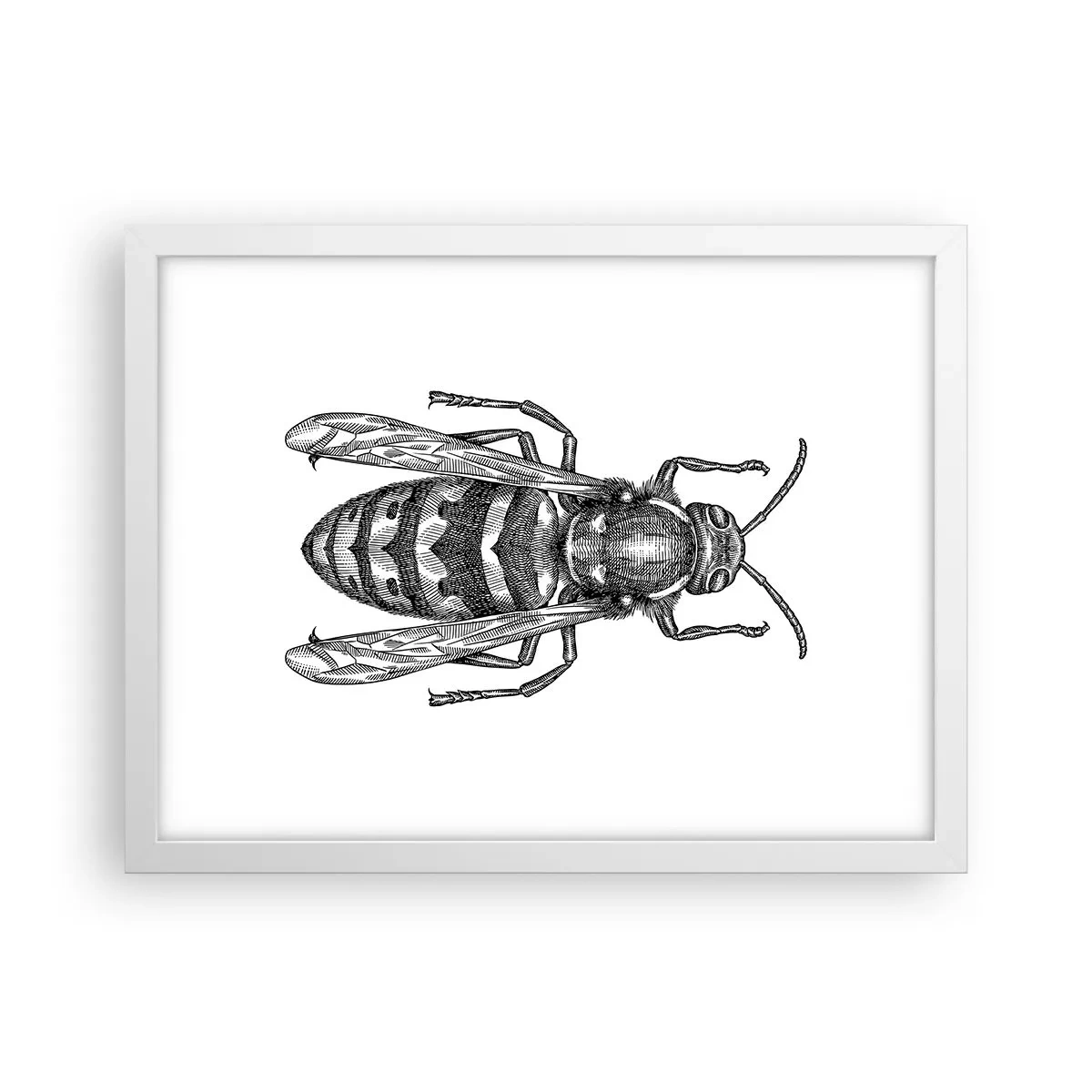 Poster în ramă albă - De pe o planetă de insecte - 40x30 cm