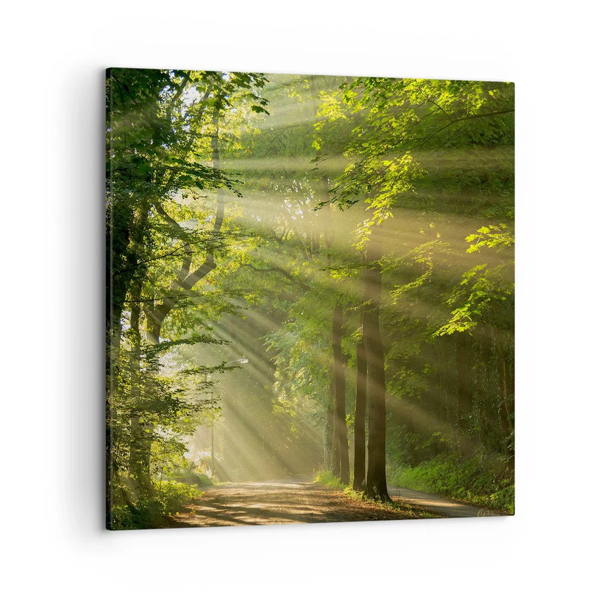 Tablou pe pânză - Moment de pădure - 50x50 cm