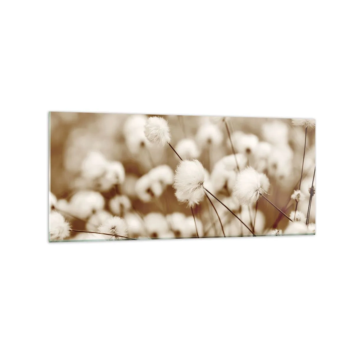 Tablou pe sticlă - Câmp pufos - 120x50 cm