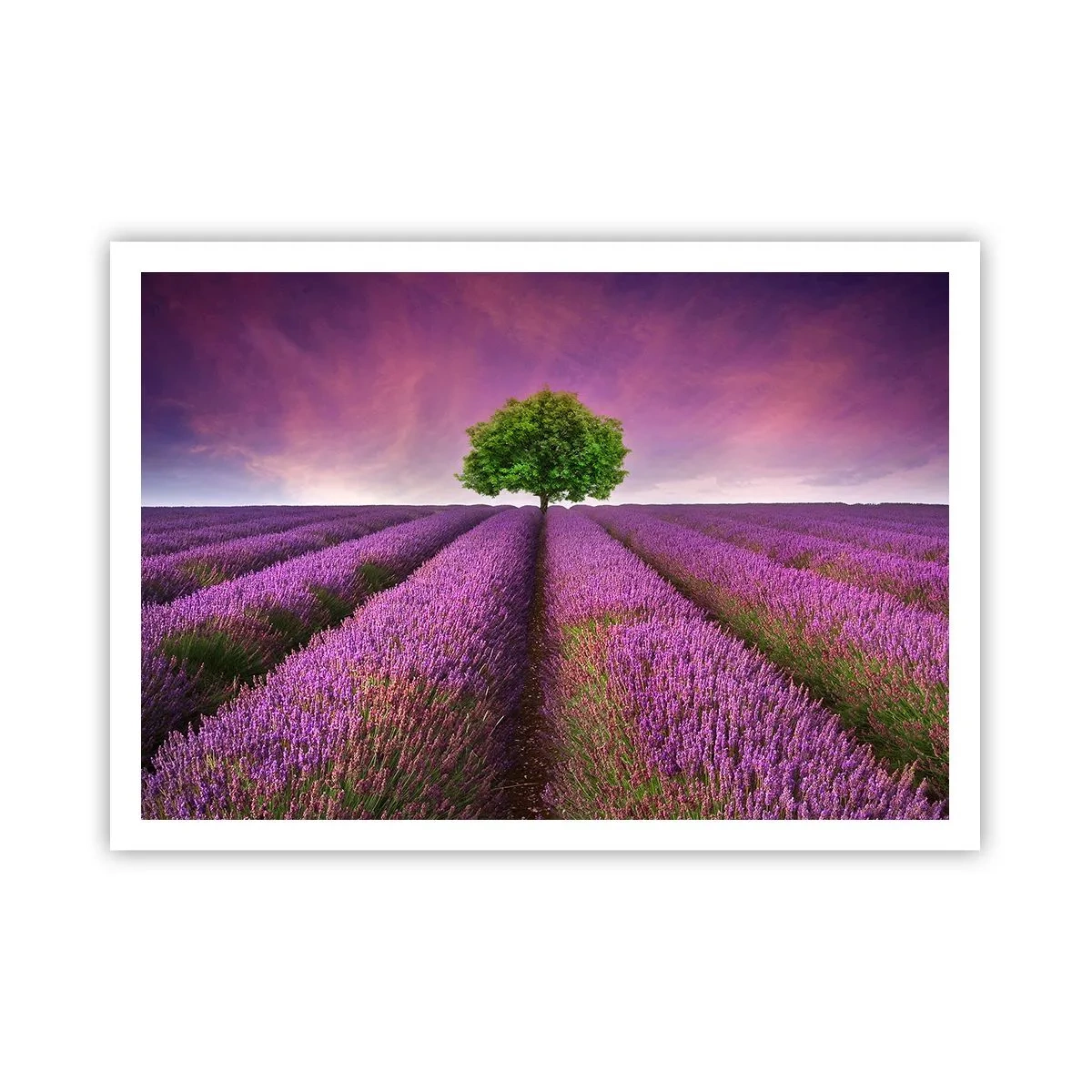 Poster - În câmpurile de lavandă - 100x70 cm