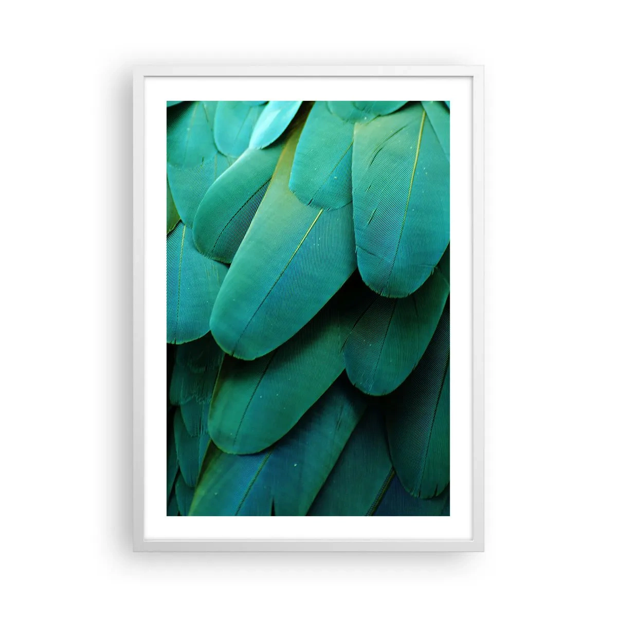 Poster în ramă albă - Precizia naturii papagalicești - 50x70 cm
