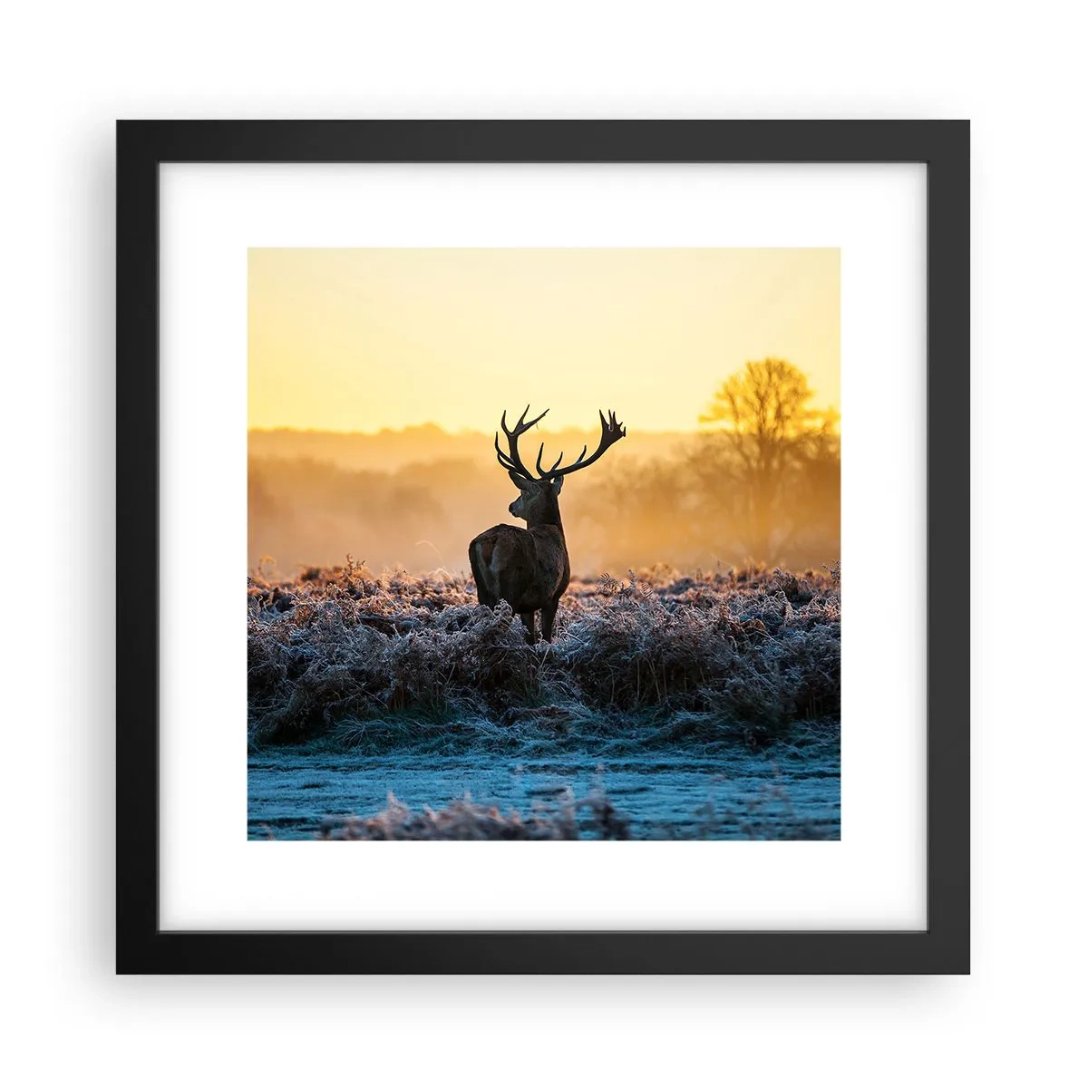 Poster în ramă neagră - Încoronat pe domeniul său - 30x30 cm