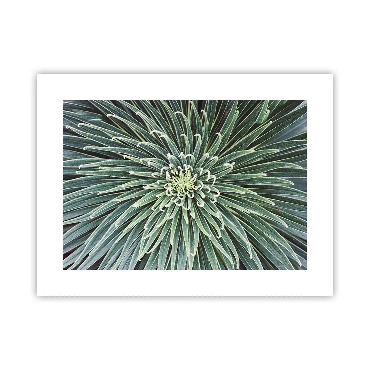 Poster - Nașterea unei stele - 40x30 cm