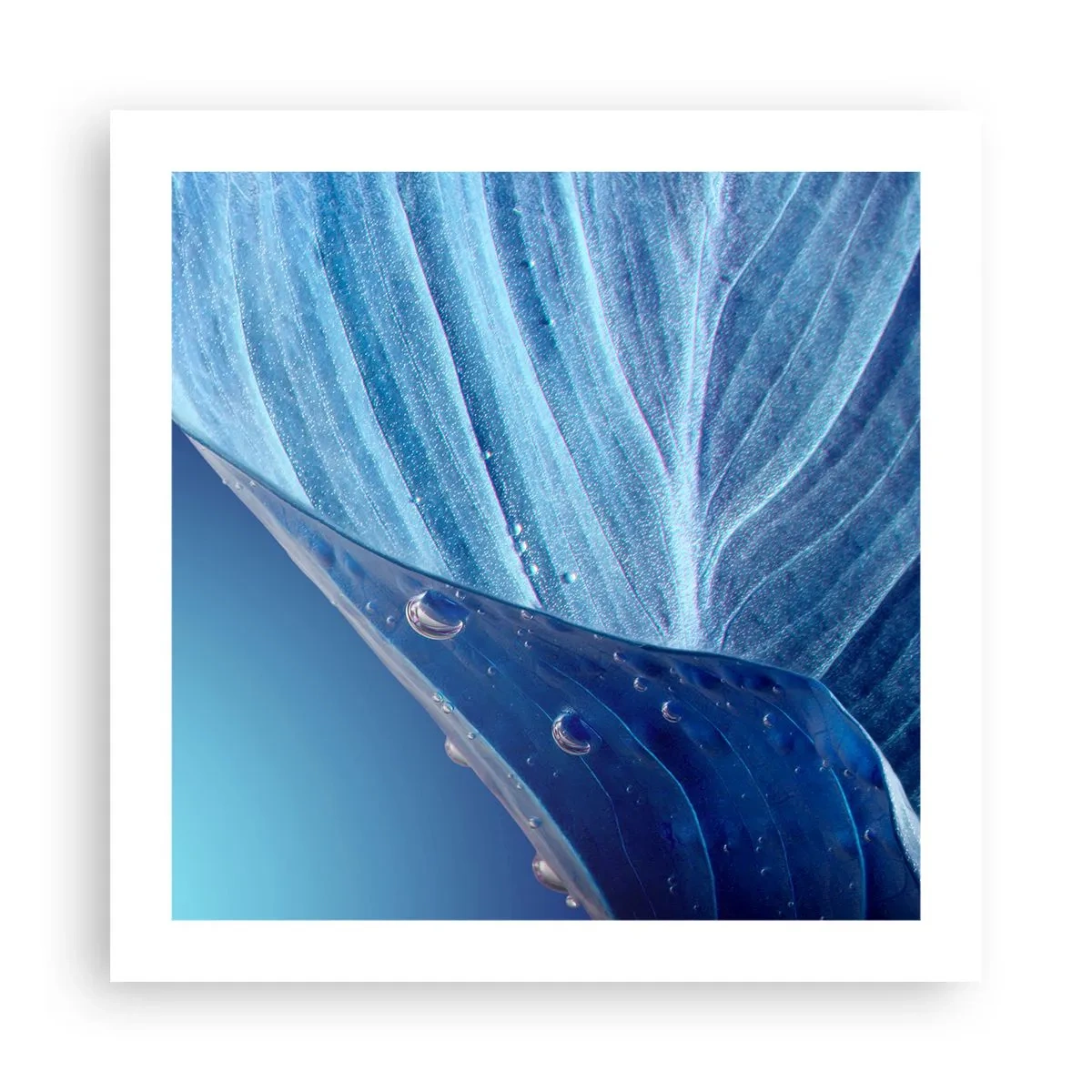 Poster - Picături ascunse de albastru - 50x50 cm