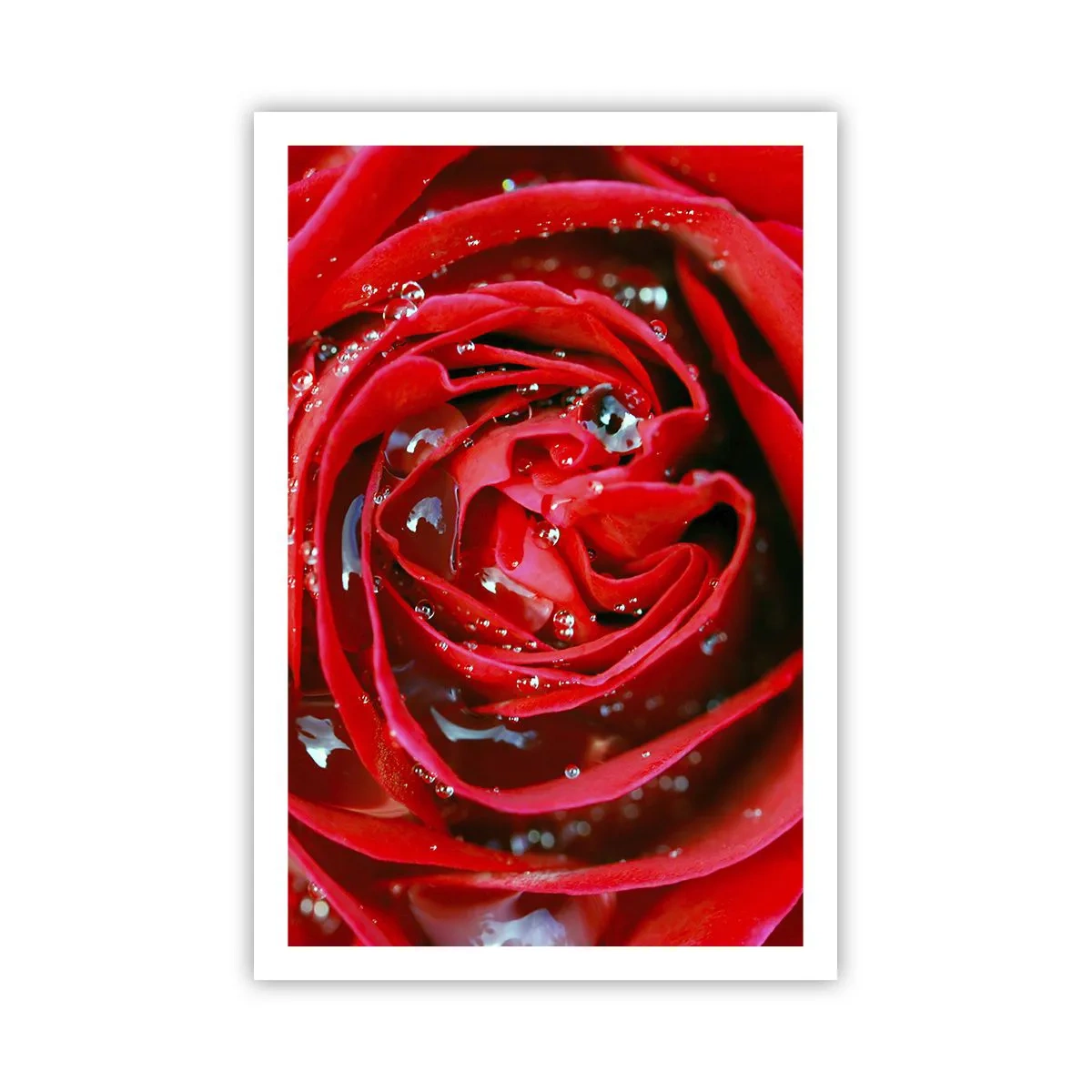 Poster - În picături de rouă - 61x91 cm