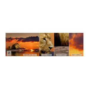 Mostră tapet Premium Canvas - Regele naturii - Leu, Apus de soare, Animale - 100x30 cm