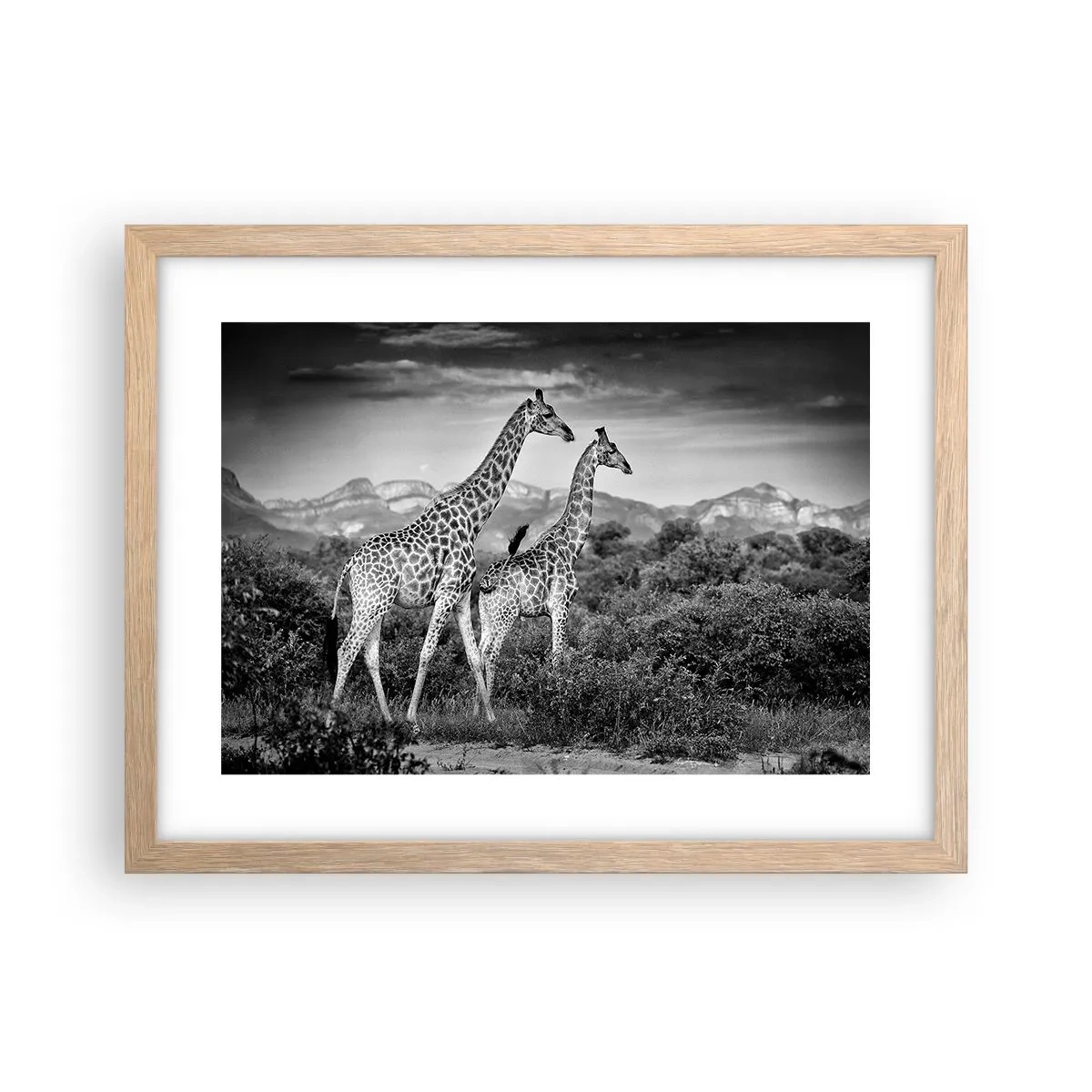 Poster în ramă de stejar deschis - Clasele superioare din Africa - 40x30 cm