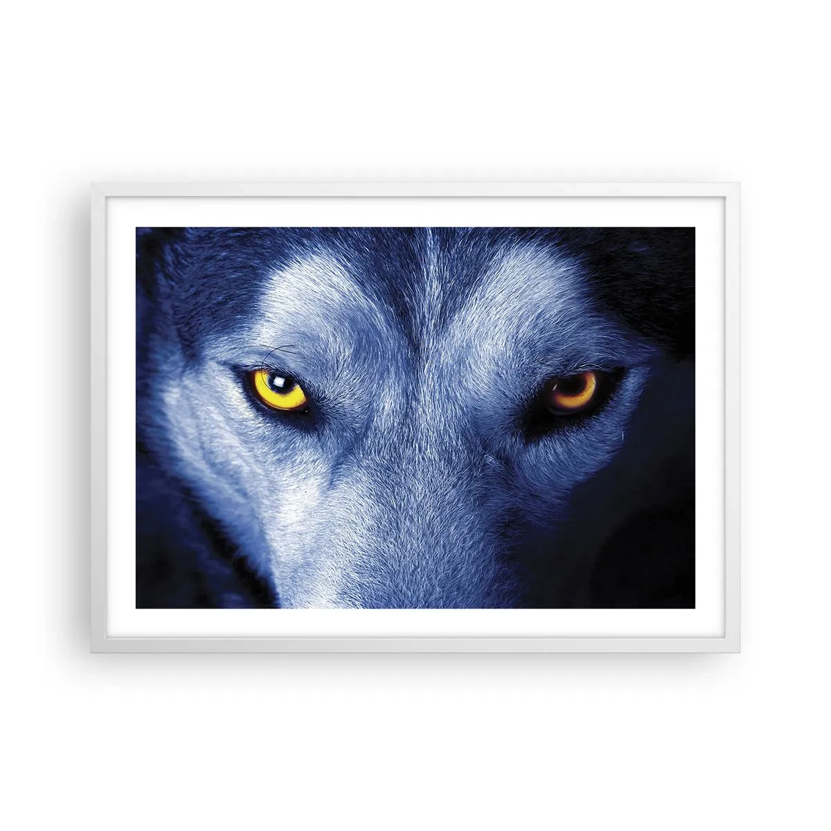 Poster în ramă albă - O privire hipnotizantă - 70x50 cm