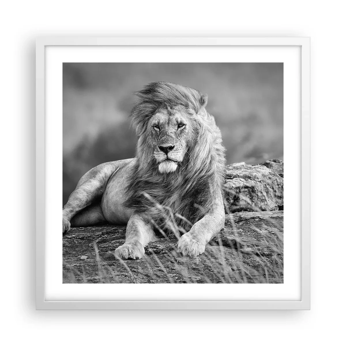 Poster în ramă albă - Siesta regală - 50x50 cm