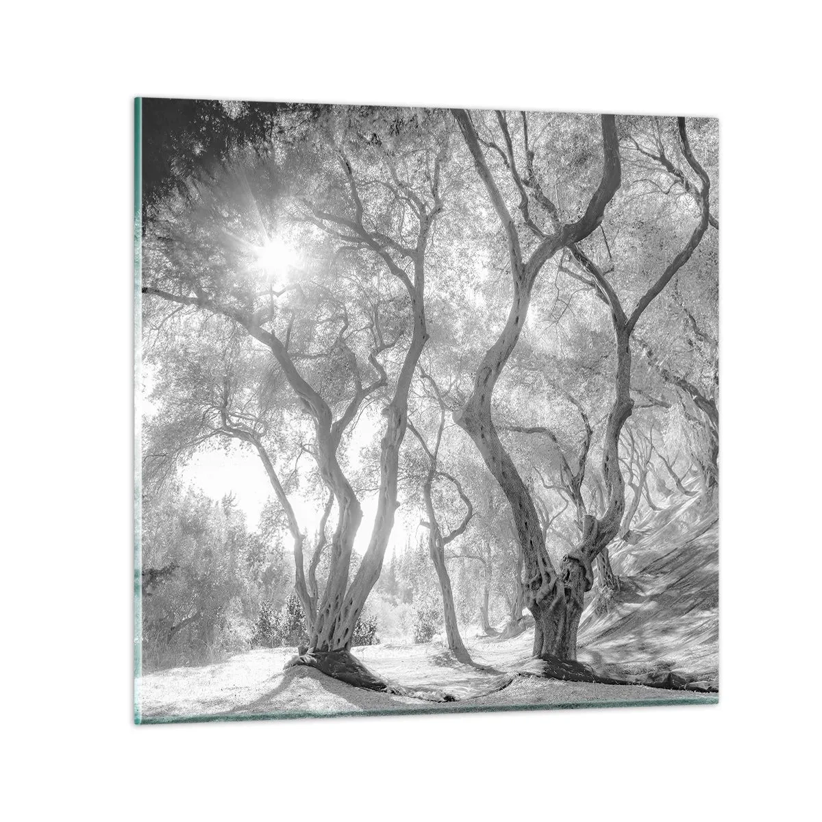 Tablou pe sticlă - Într-o livadă de măslini - 30x30 cm