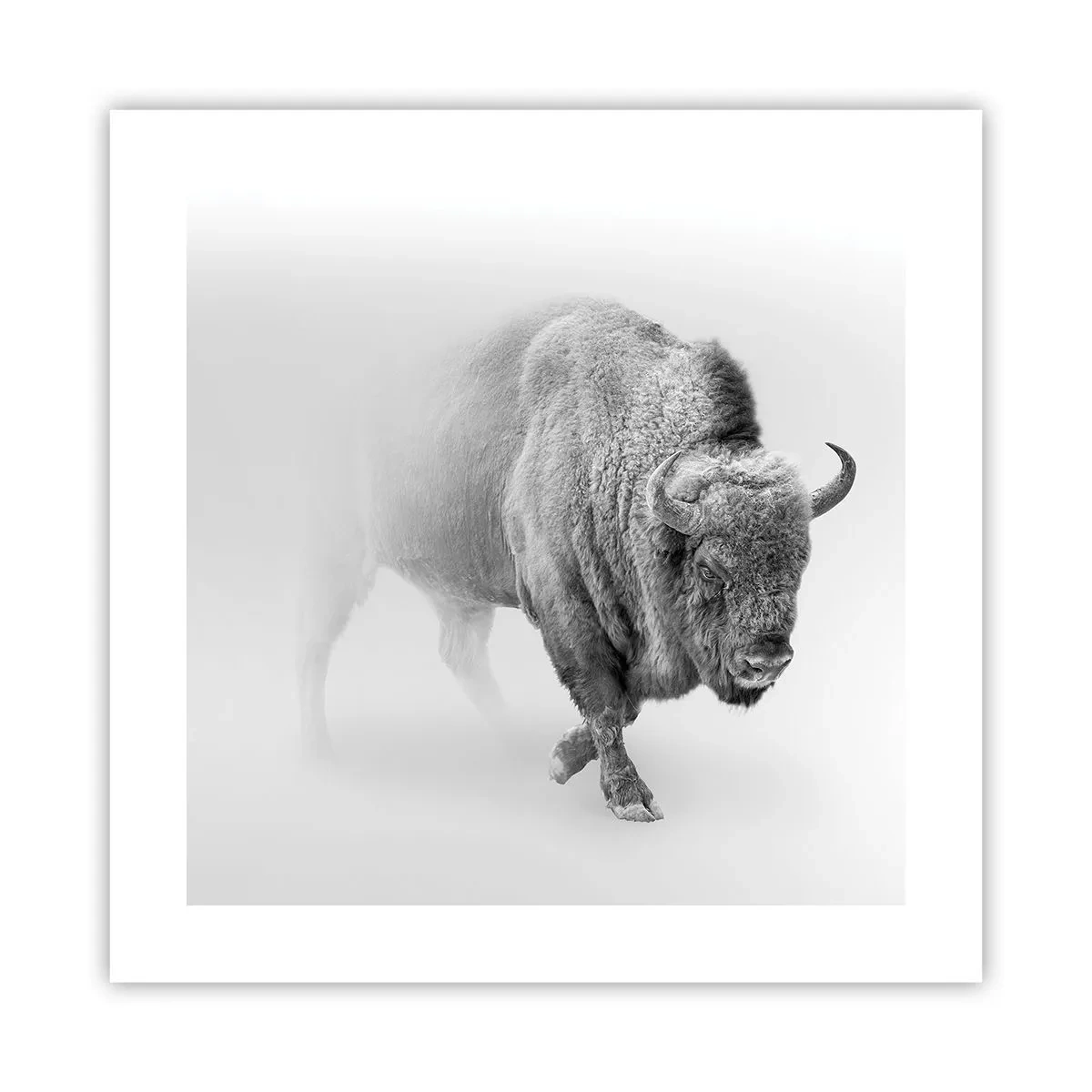 Poster - Regele preriilor - 40x40 cm