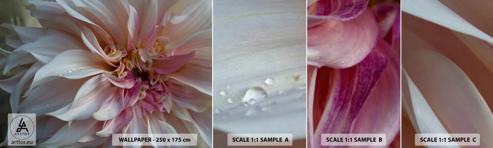 Mostră de Tapet Standard Eco - Prospețime înfloritoare - Floare, Dalie, Plantă - 100x30 cm