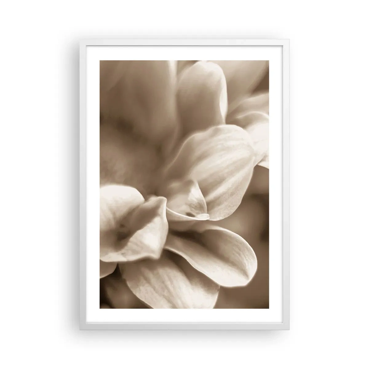Poster în ramă albă - Blânde ca un zâmbet - 50x70 cm