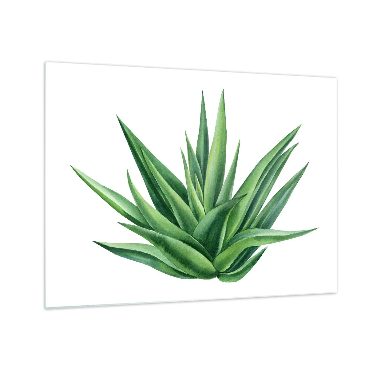 Tablou pe sticlă - O plantă verde cu frunze cărnoase pe un fundal alb - 70x50cm - Verde - putere - viață - Decorațiune modernă pentru perete pentru living și dormitor ARTTOR