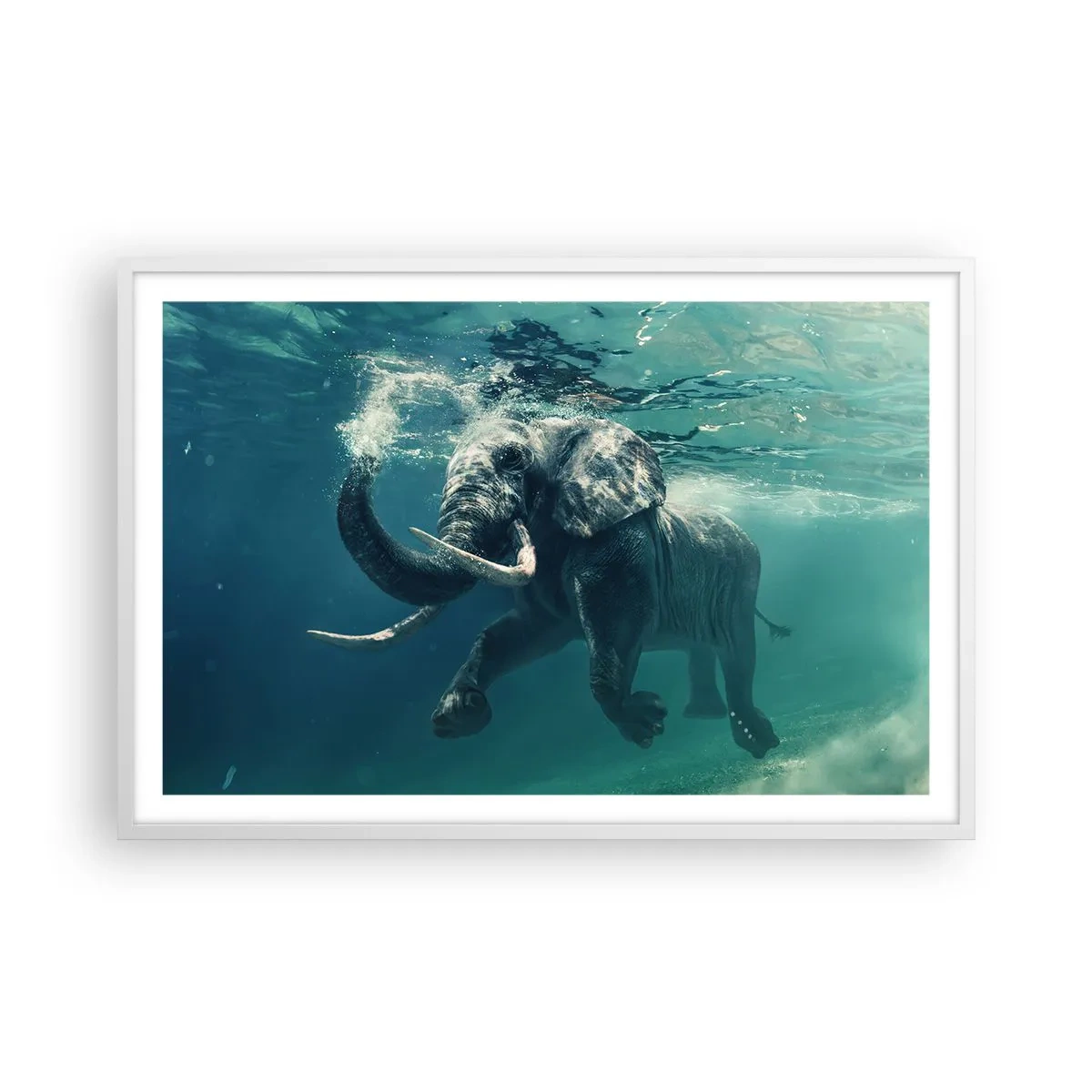 Poster în ramă albă - Tuturor le place să înoate - 91x61 cm