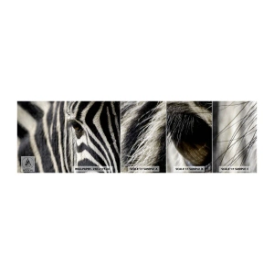 Mostră tapet autocolant Deluxe Sticker - Portret cu dungi - Animale, Coaste, Africa - 100x30 cm