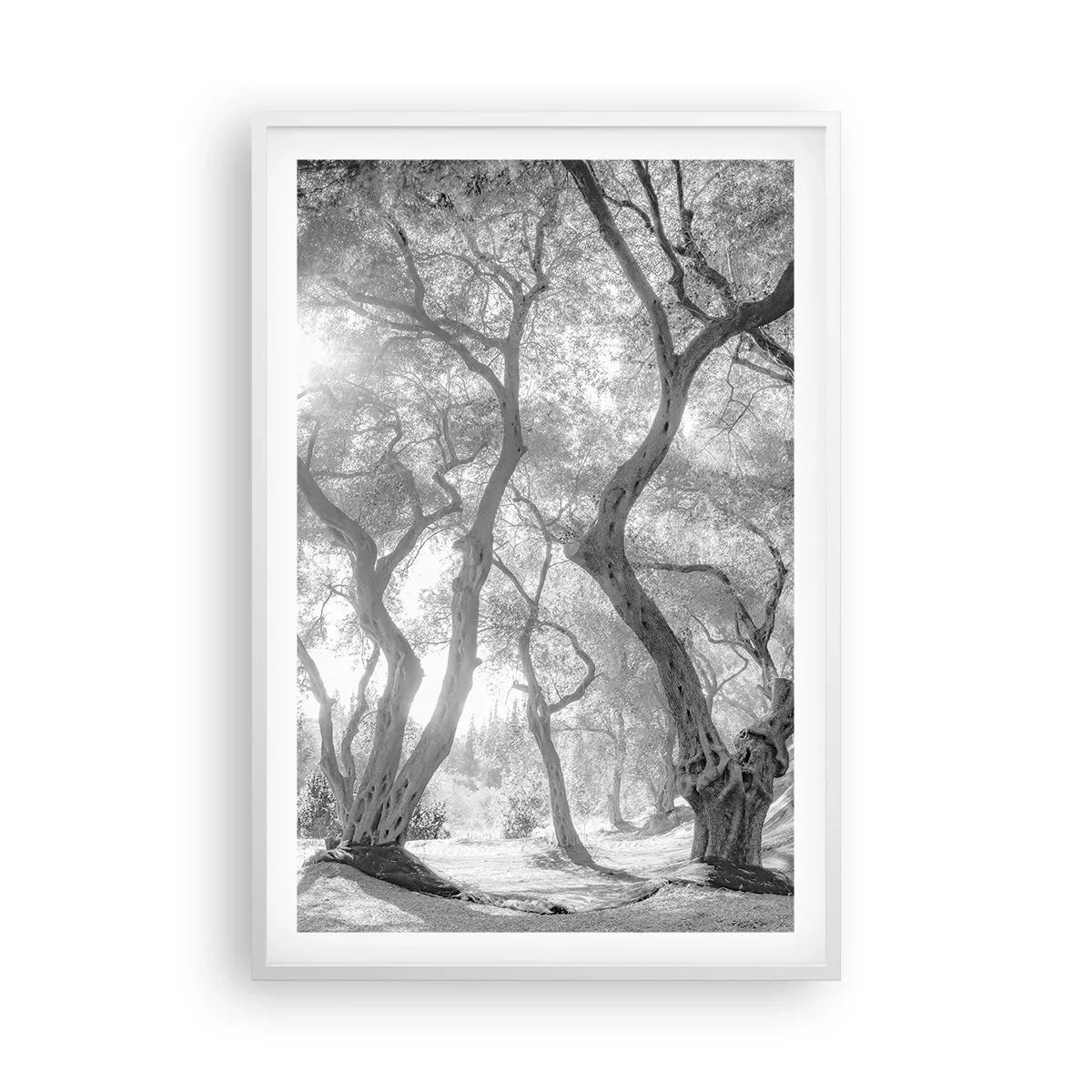 Poster în ramă albă - Într-o livadă de măslini - 61x91 cm