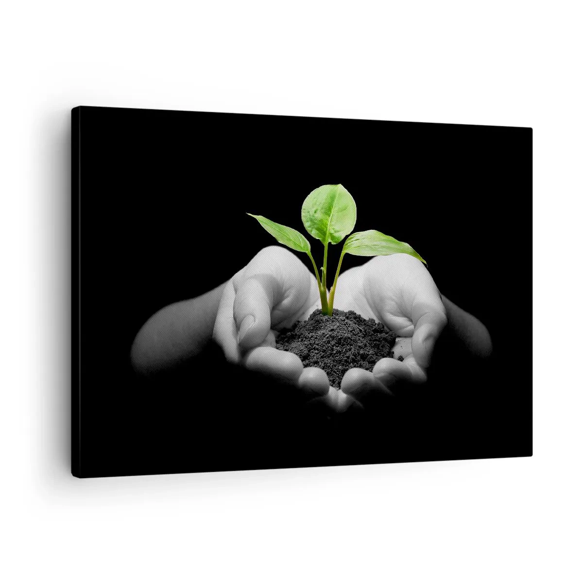 Tablou pe pânză Canvas - Mâini care țin o plantă verde pe un fundal negru - 70x50cm - Iubesc natura, o protejez - Decorațiune modernă pentru perete pentru living și dormitor ARTTOR
