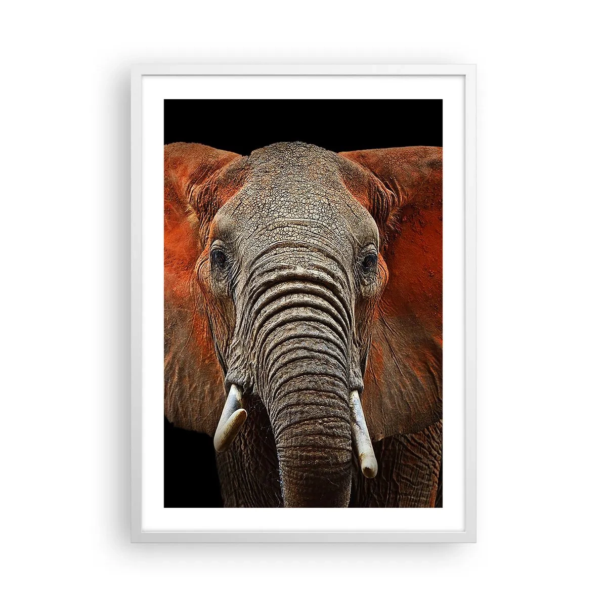 Poster în ramă albă - Sunt sălbatic, și tu? - 50x70 cm