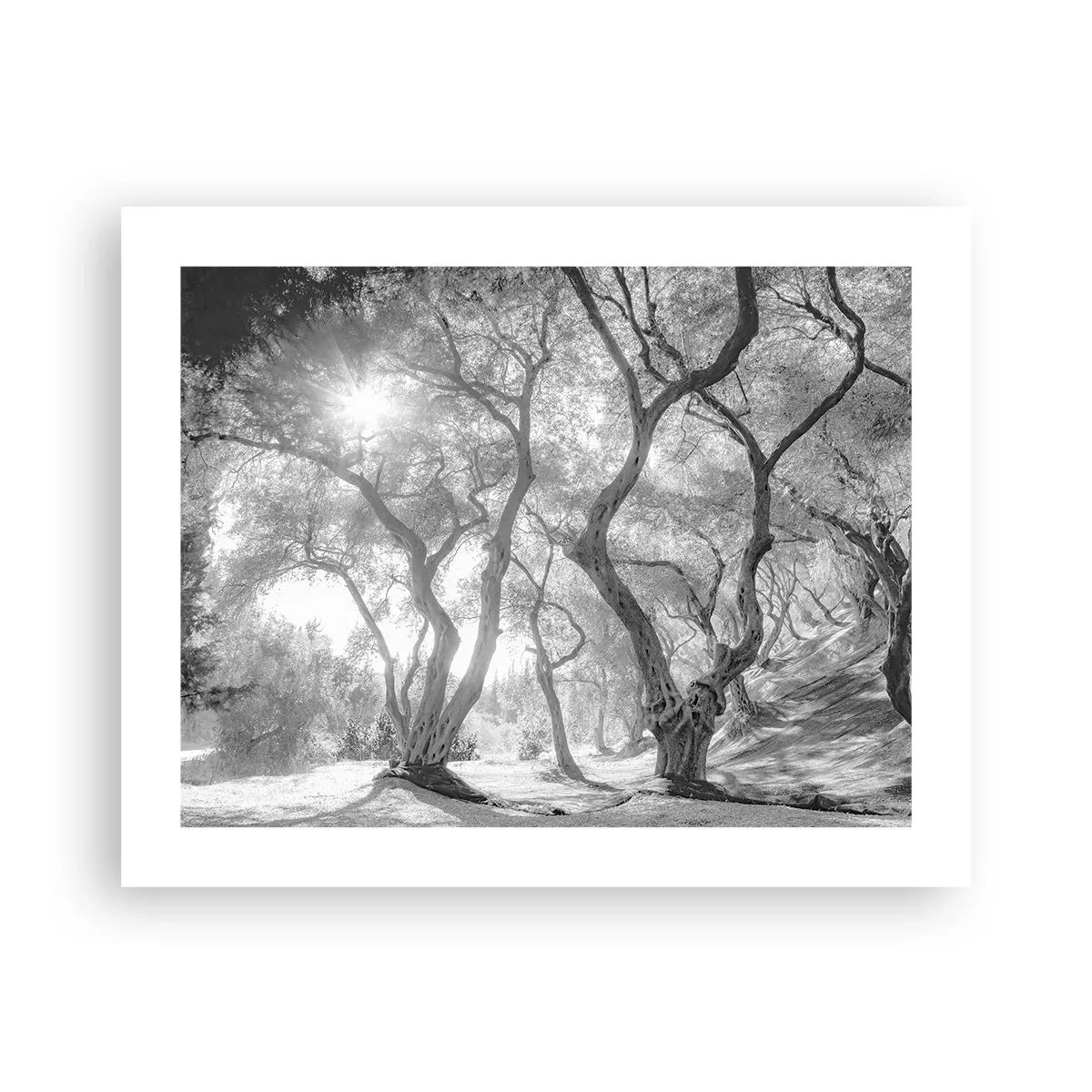 Poster - Într-o livadă de măslini - 50x40 cm