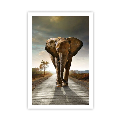 Poster - Și-a pierdut cipicii... - 61x91 cm