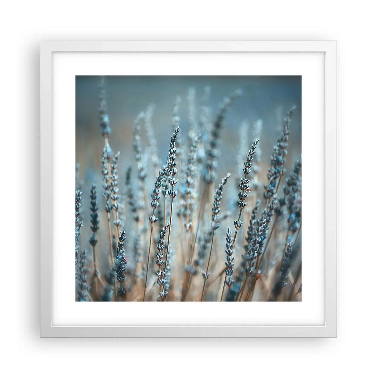 Poster în ramă albă - Câmpul parfumat - 40x40 cm
