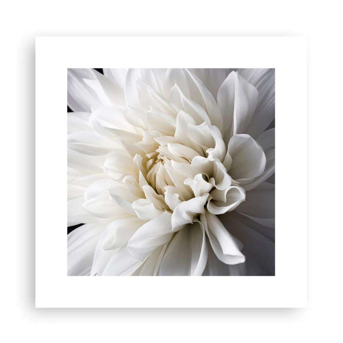 Poster - Dimineața miresei - 30x30 cm