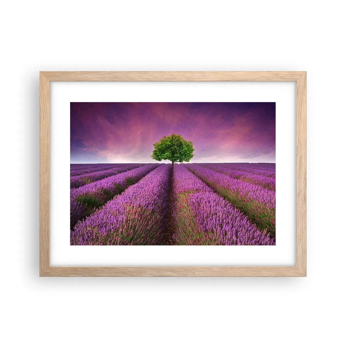 Poster în ramă de stejar deschis - În câmpurile de lavandă - 40x30 cm