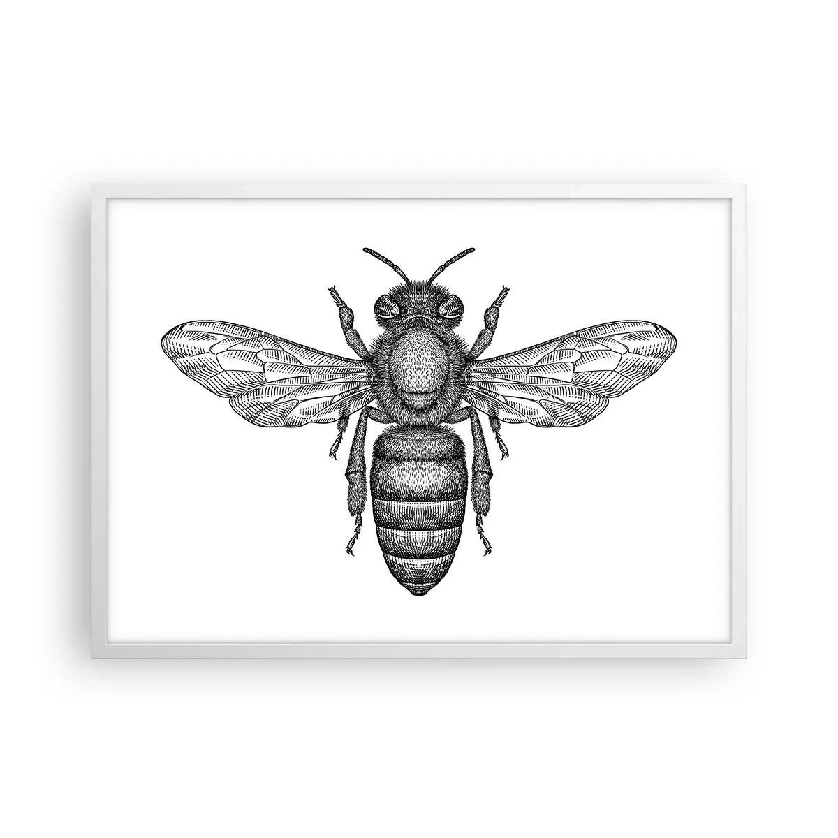 Poster în ramă albă - Portret de insectă - 70x50 cm