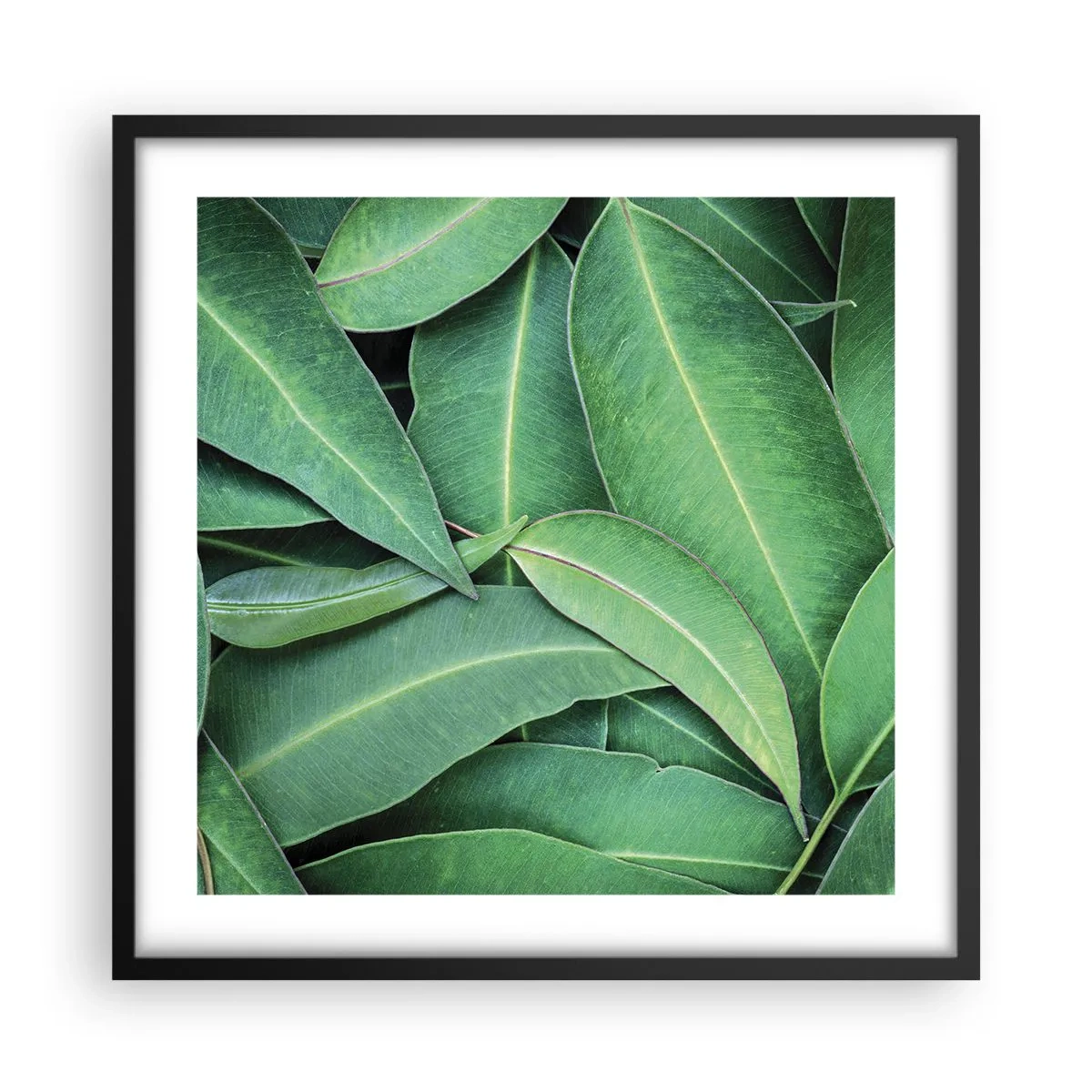 Poster în ramă neagră - Suculente și proaspete - 50x50 cm