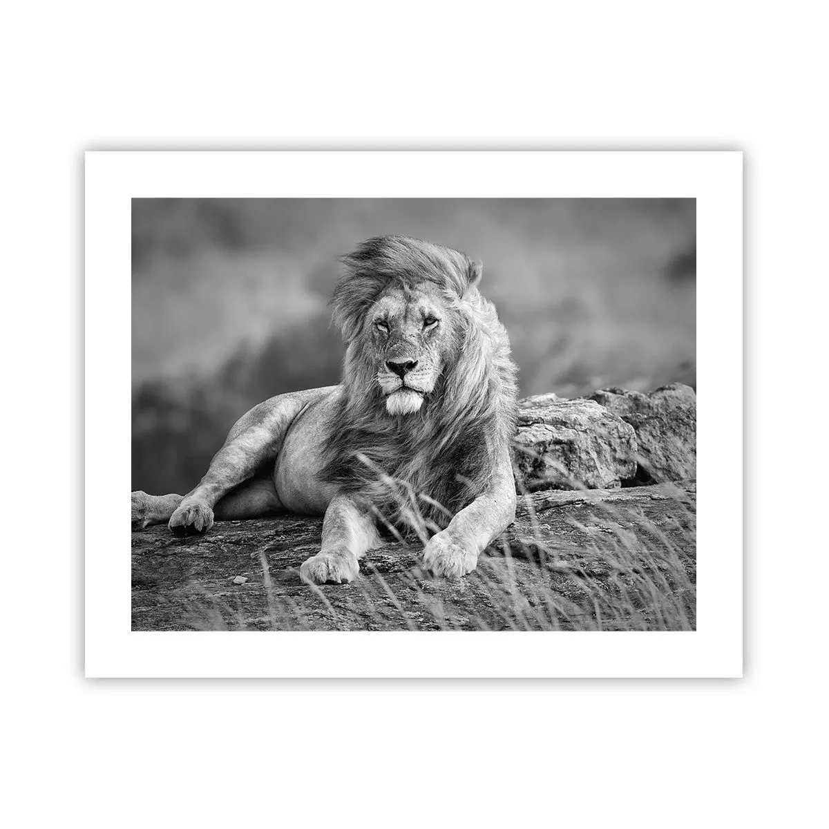 Poster - Siesta regală - 50x40 cm