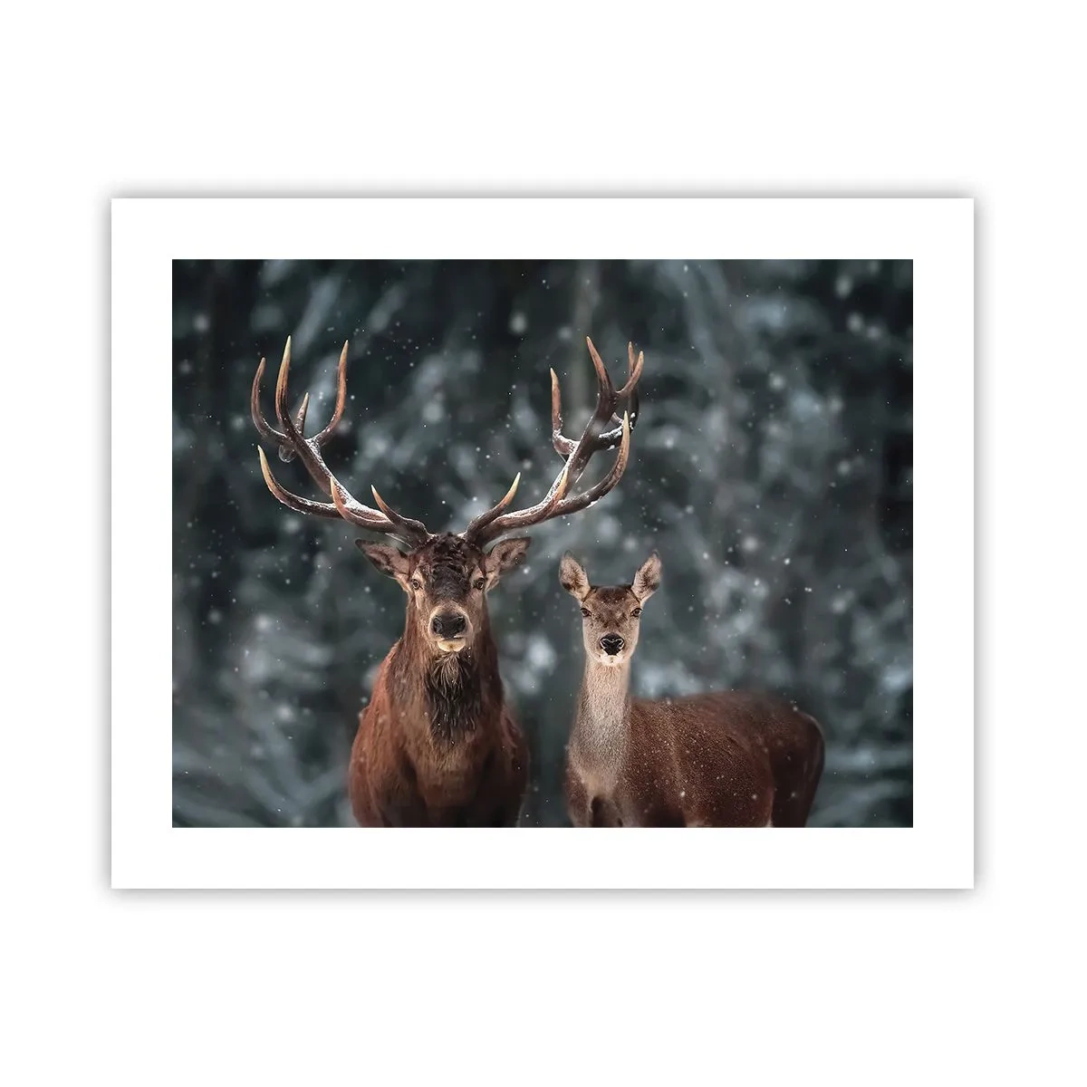 Poster - Stăpânul pădurii și soția sa - 50x40 cm