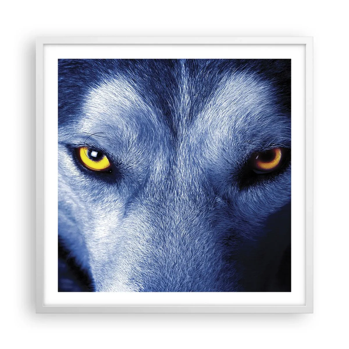 Poster în ramă albă - O privire hipnotizantă - 60x60 cm