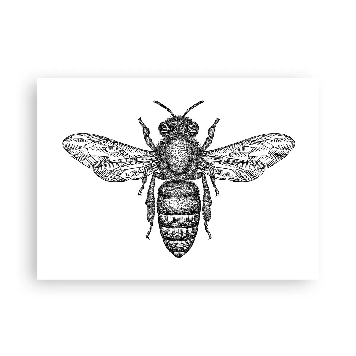 Poster - Portret de insectă - 70x50 cm