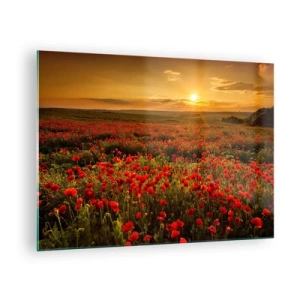 Tablou pe sticlă - Un câmp de maci iluminat de razele soarelui care apune - 70x50cm - Printre valuri de pajiști care zumzăie, printre potop de flori - Decorațiune modernă pentru perete pentru living și dormitor ARTTOR