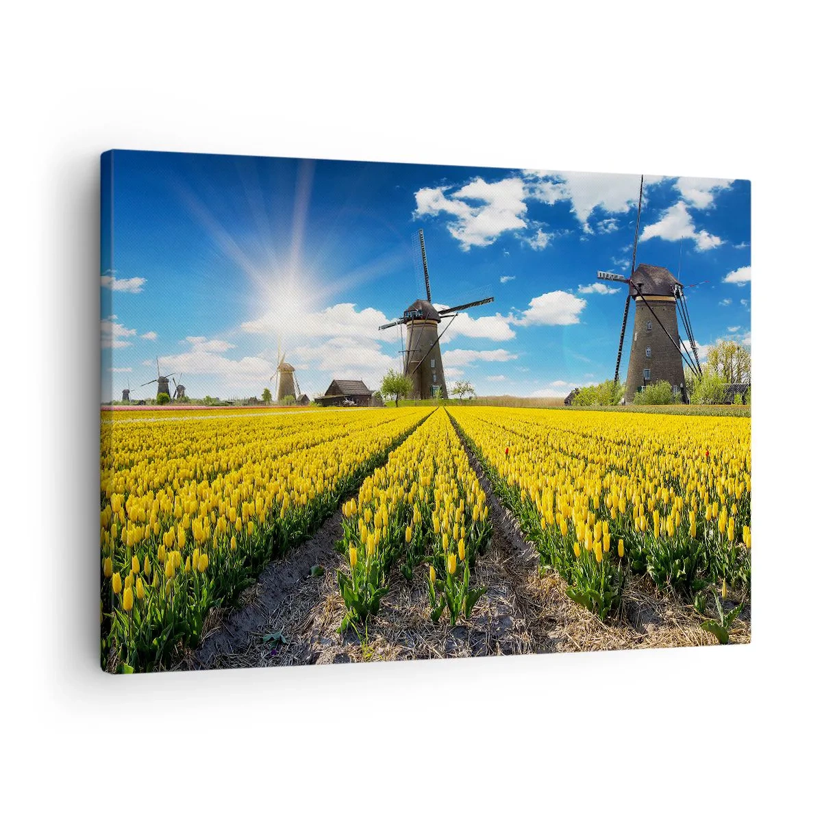Tablou pe pânză Canvas - Un câmp de lalele galbene cu mori de vânt la orizont - 70x50cm - Olandez pe cât se poate - Decorațiune modernă pentru perete pentru living și dormitor ARTTOR