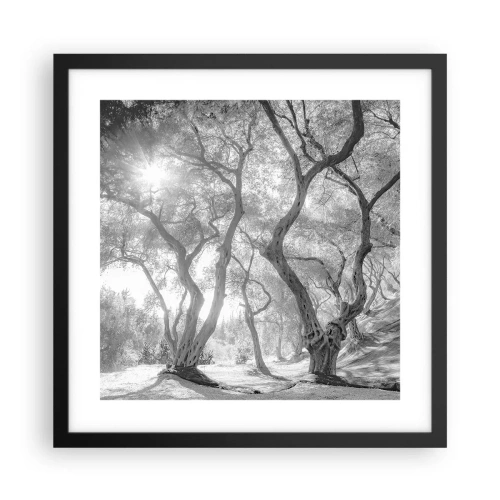 Poster în ramă neagră - Într-o livadă de măslini - 40x40 cm