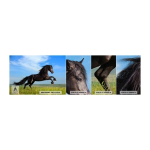 Mostră tapet Premium Canvas - Un manifest entuziast pentru libertate - Animale, Cal, Peisaj - 100x30 cm