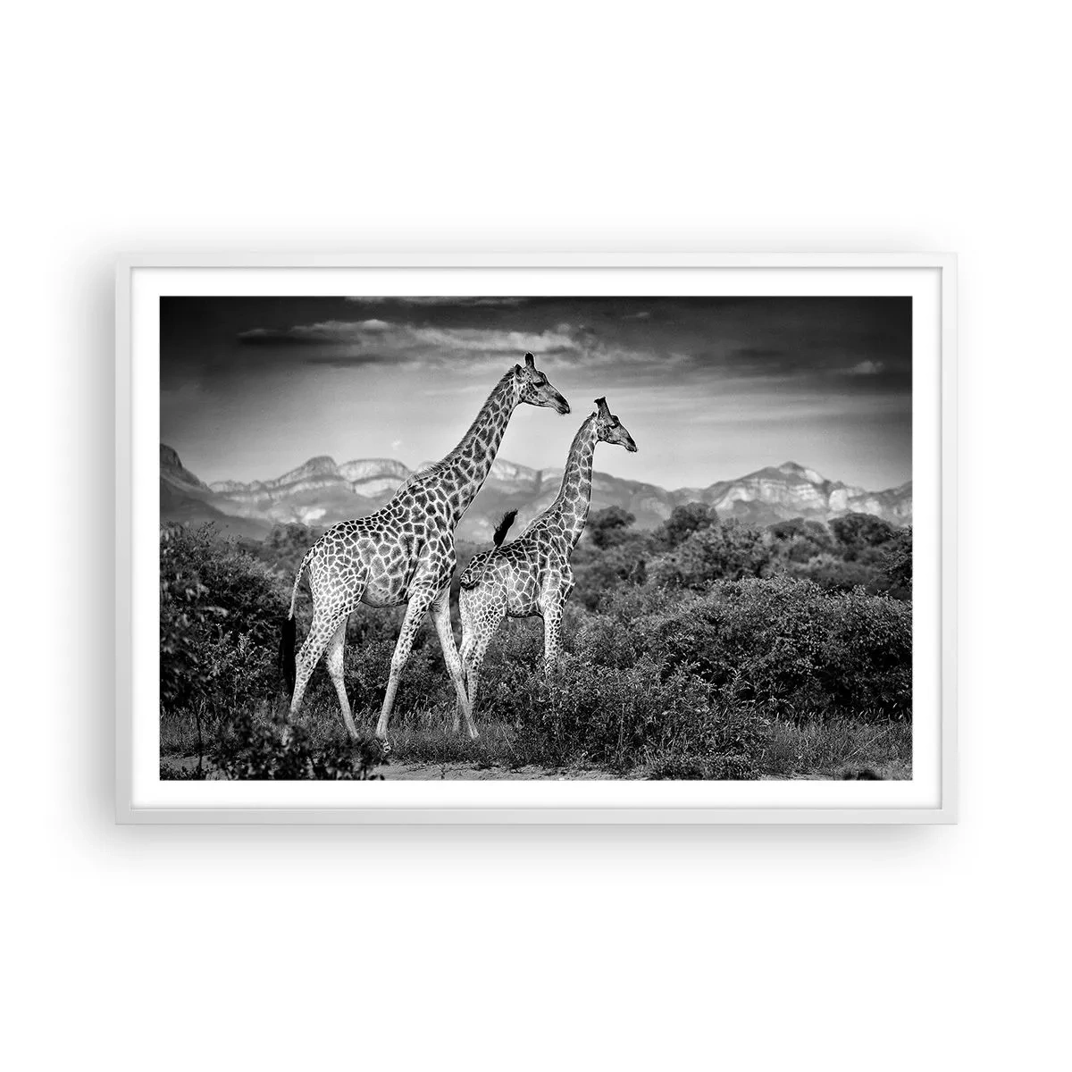 Poster în ramă albă - Clasele superioare din Africa - 91x61 cm