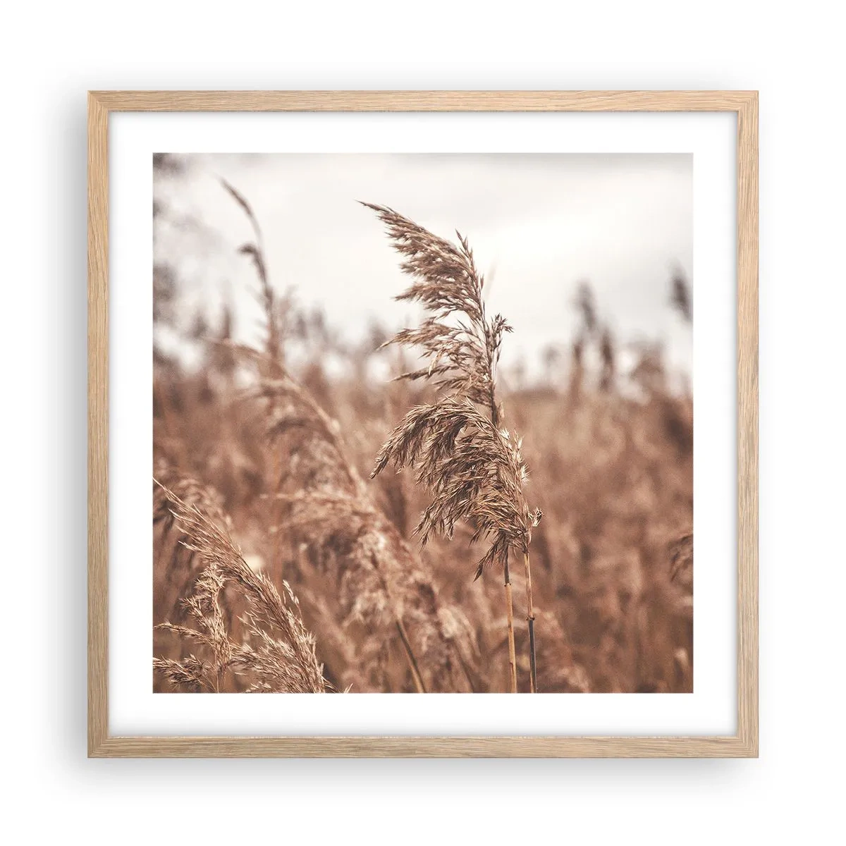 Poster în ramă de stejar deschis - Toamna pe câmpuri - 50x50 cm