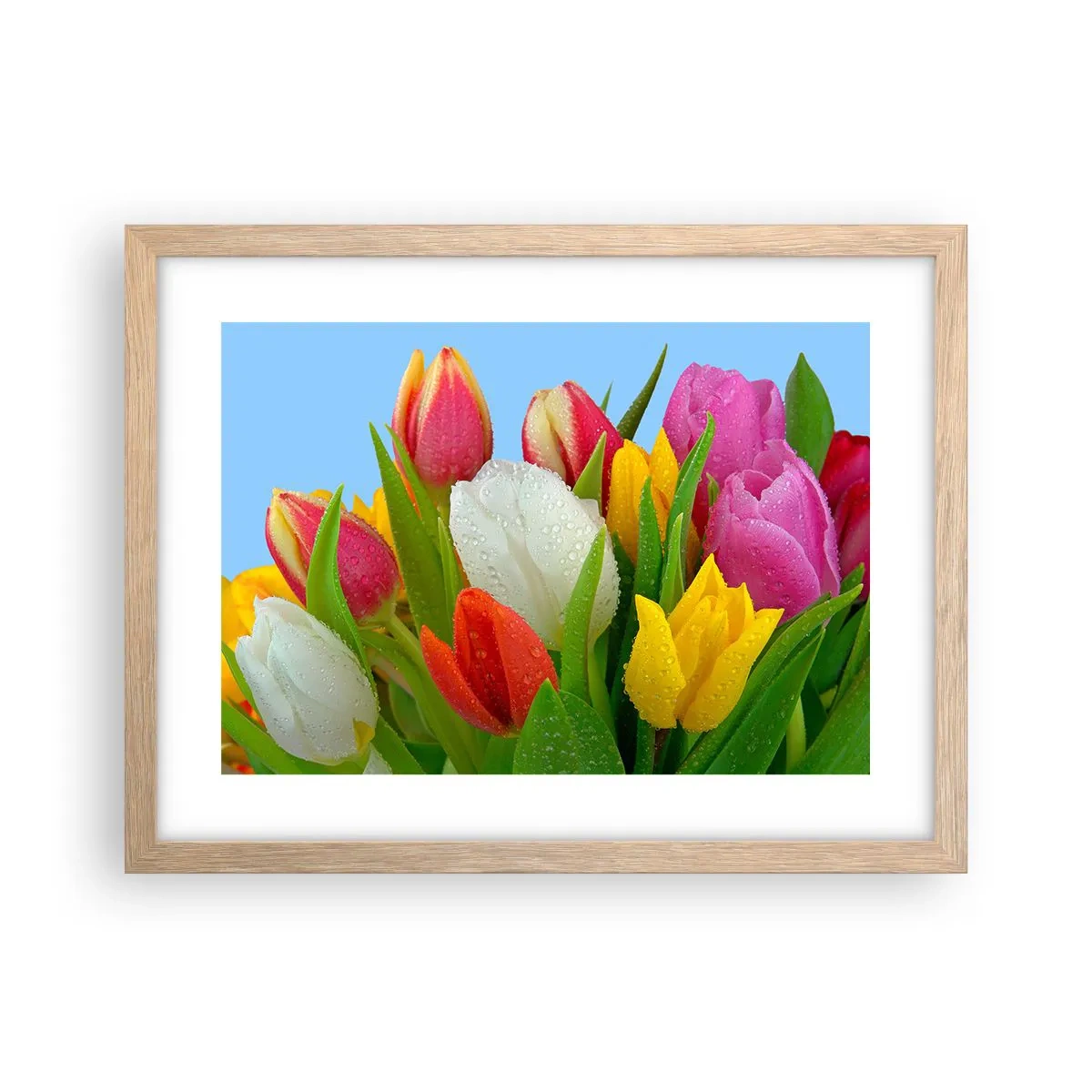Poster în ramă de stejar deschis - Un curcubeu floral în picături de rouă - 40x30 cm