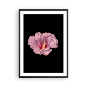 Poster în ramă neagră - delicată floare de hibiscus roz pe fundal negru - 50x70cm - Direct la inimă - Decorațiune modernă pentru perete pentru living și dormitor ARTTOR