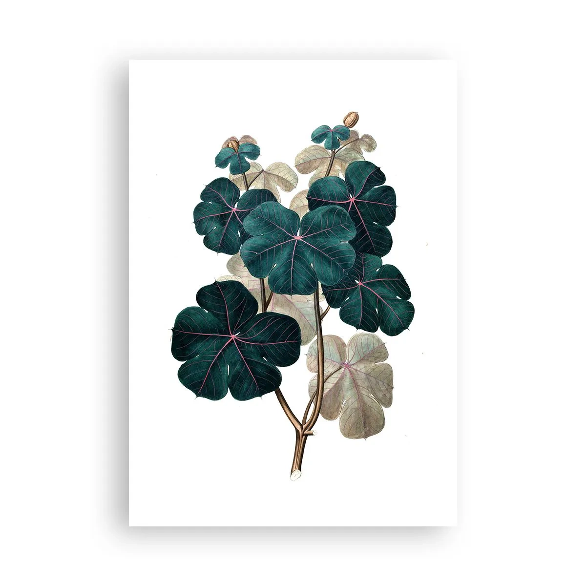 Poster - Dintr-un vechi ierbar - 70x100 cm