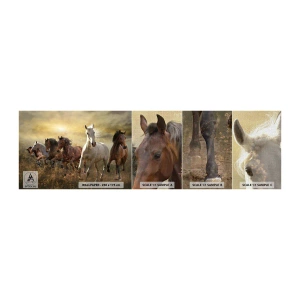 Mostră tapet Premium Canvas - Trăiască libertatea! - Animale, Cal, Galop - 100x30 cm