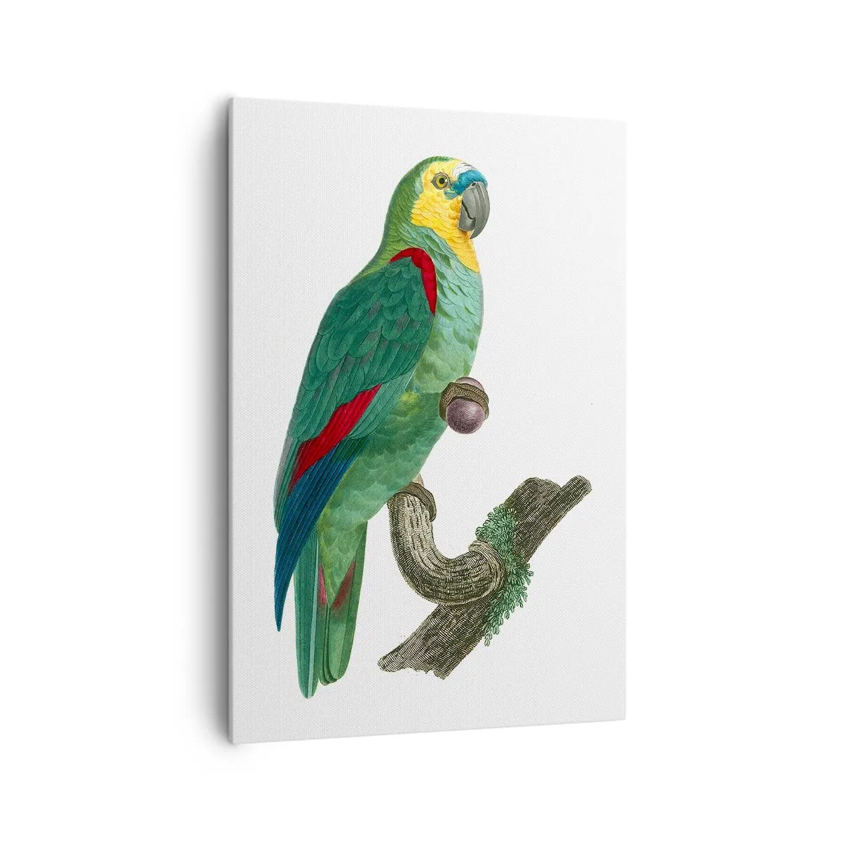 Tablou pe pânză - Portret de papagal - 70x100 cm