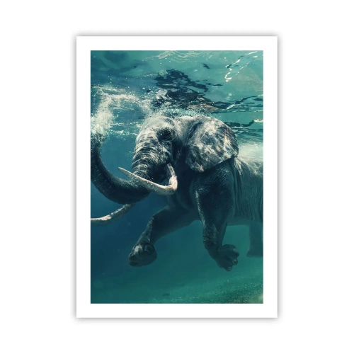 Poster - Tuturor le place să înoate - 50x70 cm