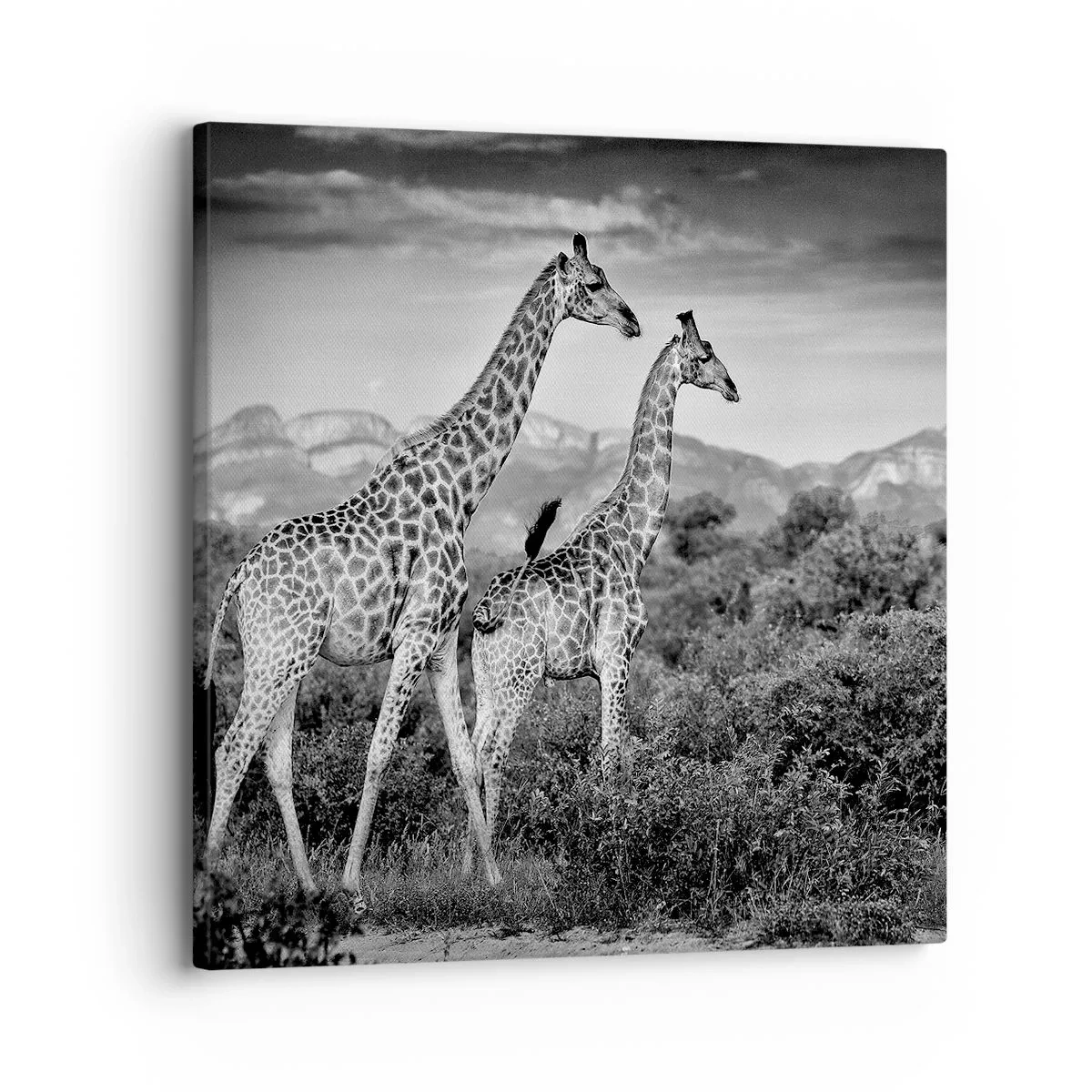 Tablou pe pânză - Clasele superioare din Africa - 30x30 cm