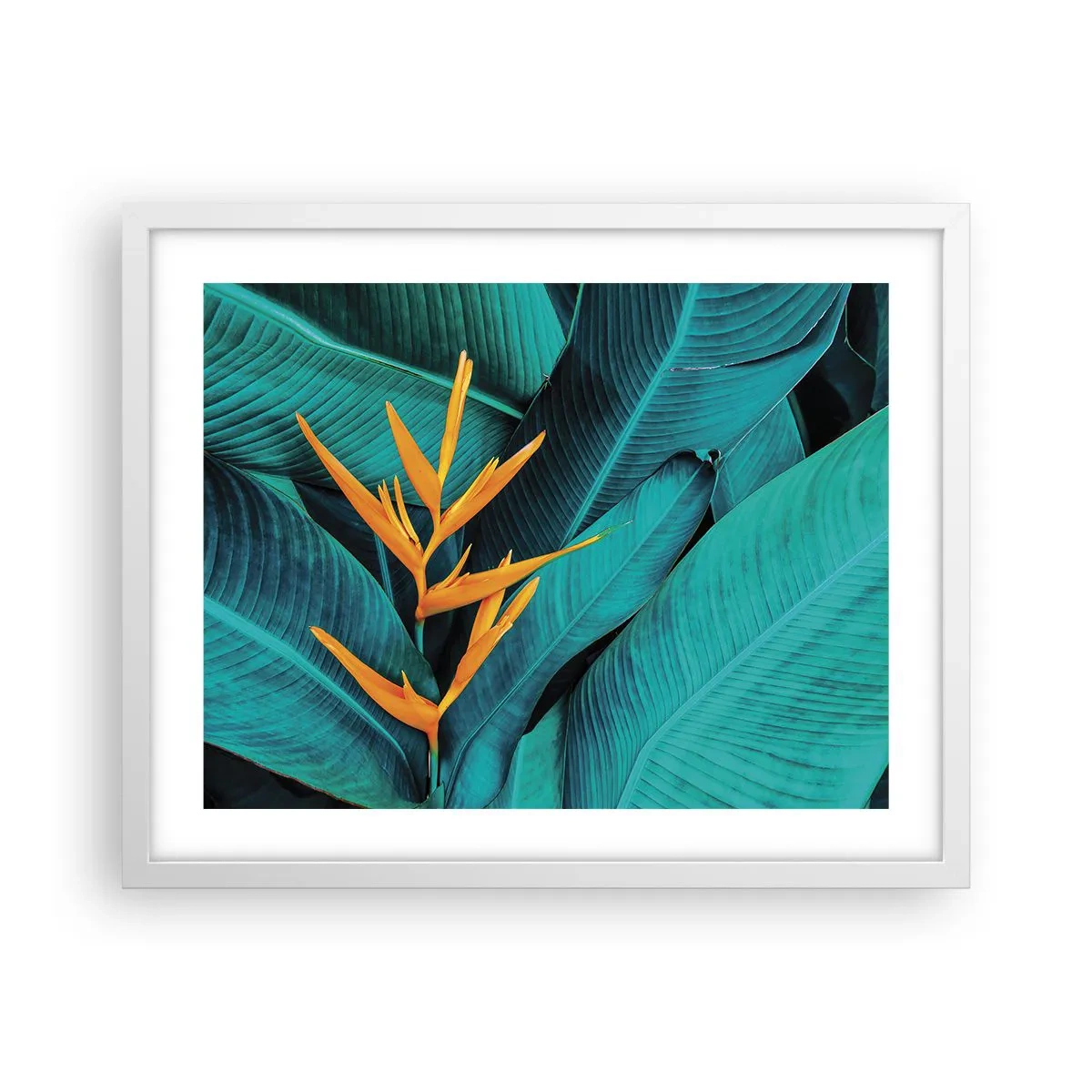 Poster în ramă albă - Floarea Edenului - 50x40 cm