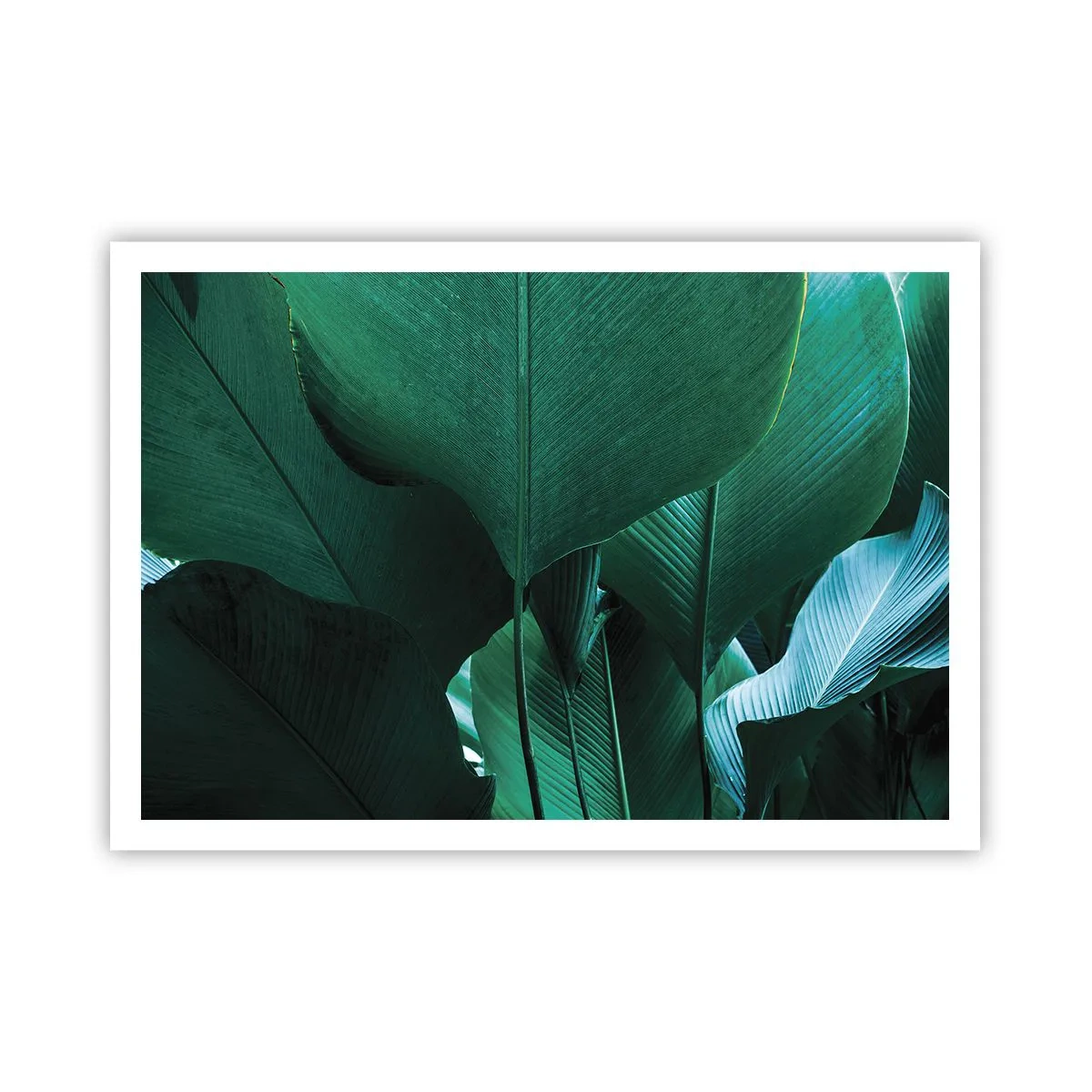 Poster - Cu frunza la lumină - 100x70 cm